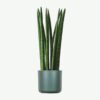 plants ecommerce product featured img 10