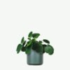 plants ecommerce product featured img 11