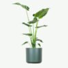 plants ecommerce product featured img 17