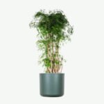 plants ecommerce product featured img 19