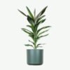 plants ecommerce product featured img 20