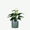 plants ecommerce product featured img 9