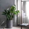 plants shop product gallery img 12