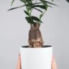 plants shop product gallery img 17
