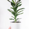 plants shop product gallery img 18