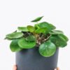 plants shop product gallery img 4