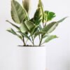 plants shop product gallery img 5